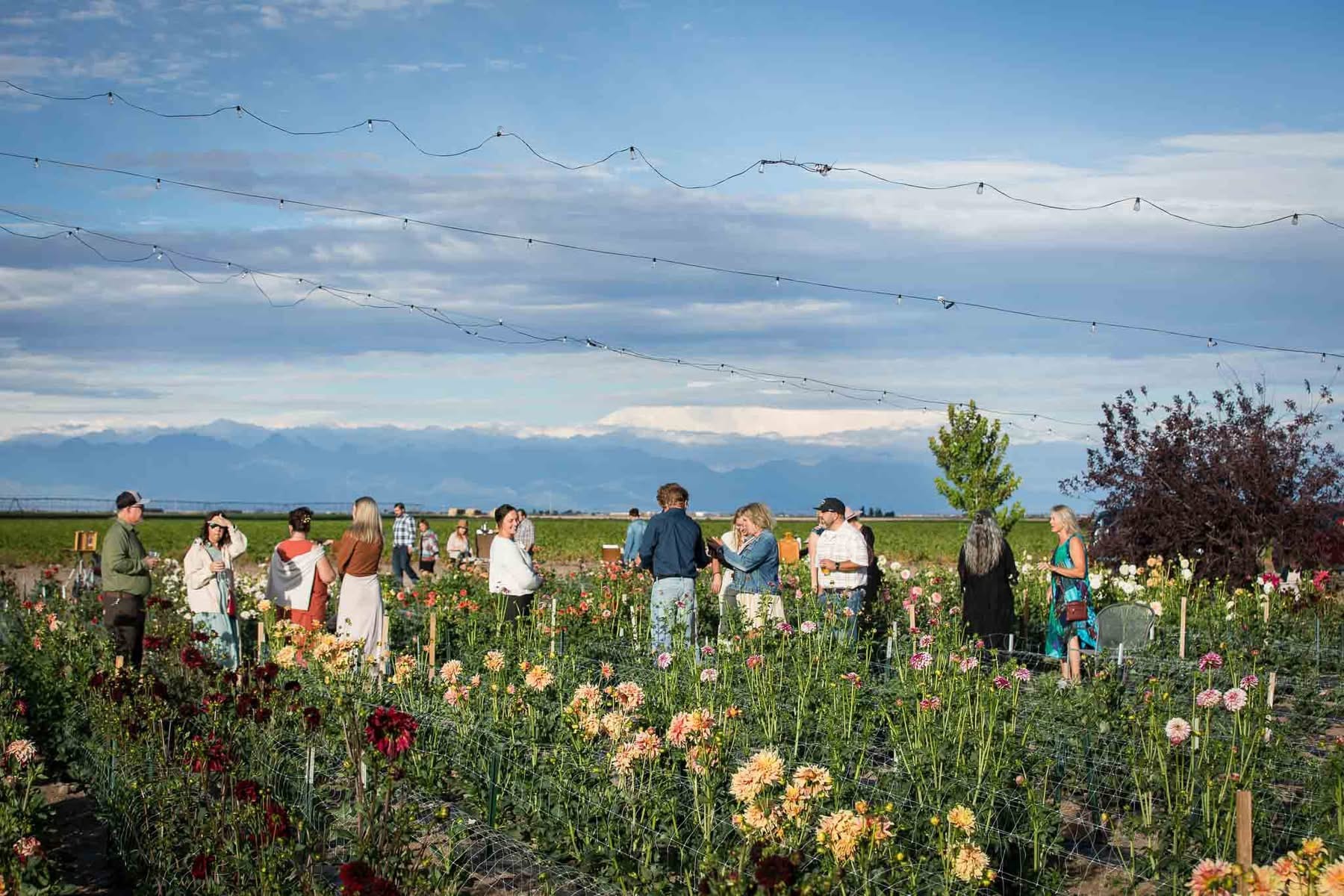 Fall at Bloomstead: Community Farm Day FREE! August 29th